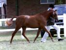 Equine Select - the horse finding people