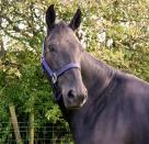 Gorgeous-7YO-Black-Warmblood-Mare