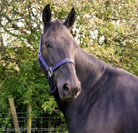 Gorgeous-7YO-Black-Warmblood-Mare