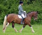 Skewbald Gelding Ideal for PC & RC
