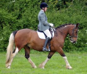 Skewbald Gelding Ideal for PC & RC