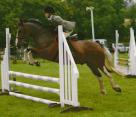 Skewbald Gelding Ideal for PC & RC