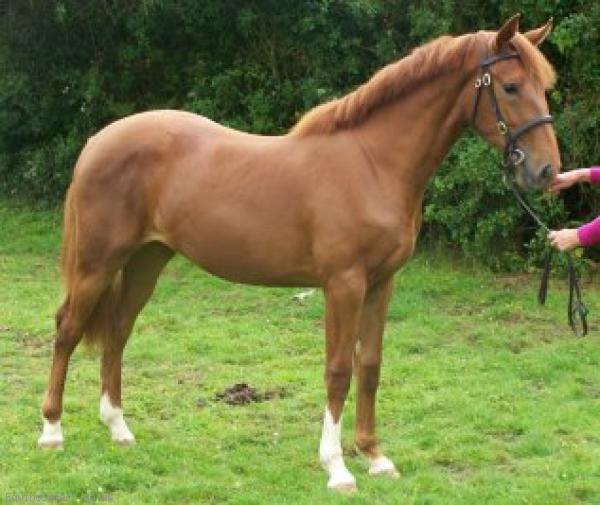 Irish Draught Sports Horse Horses for Sale Unbroken HorsesKent