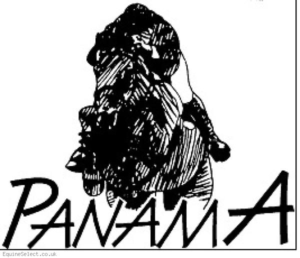 PANAMA SPORT HORSESHorses for Sale DealersLancashire