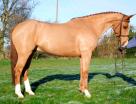 16.3HH 10YRS ISH CHESTNUT GELDING