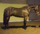 16HH BAY ISH 5 YRS GELDING