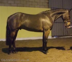 16HH BAY ISH 5 YRS GELDING
