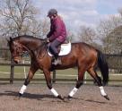 EVENT/DRESSAGE PROSPECT