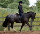 Show Cob Spotted