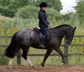 Show Cob Spotted