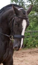 Show Cob Spotted