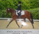 128cm Show/Dressage Pony