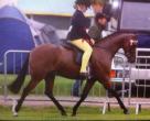 128cm Show/Dressage Pony