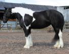 Very Attractive Well Marked Mare