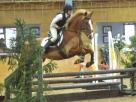Fantastic Competition Pony