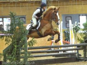Fantastic Competition Pony