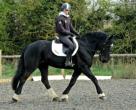 Irish Allrounder
