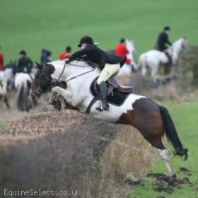 Super Hunting and Pony Club Pony