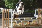 Super Hunting and Pony Club Pony