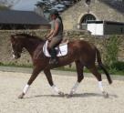Smart 4YR Old Irish Gelding