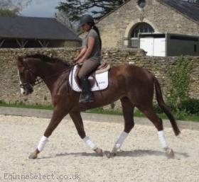 Smart 4YR Old Irish Gelding