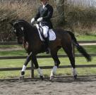 Stunning Dressage Prospect