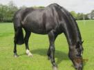 Fantastic Allround Competition Pony 