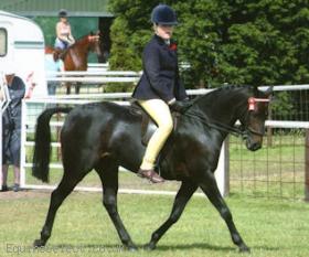 Stunning Quality Show Pony