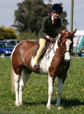 Cracking Pony Club Pony