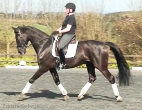 Striking Black Gelding