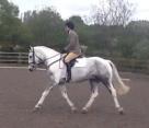 Smart Competition Horse