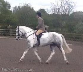 Smart Competition Horse