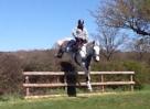 Smart Competition Horse
