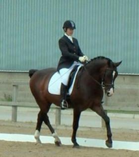 Dressage/Allround Horse