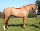 16.2HH ID X & 7YRS Gelding