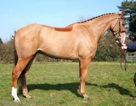 16.2HH ID X & 7YRS Gelding