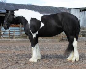 Very Attractive Well Marked Mare