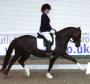 Once In A Lifetime Dressage Pony 