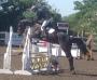 TOP SHOW JUMPING PROSPECT 