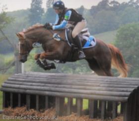 Gorgeous chestnut event gelding