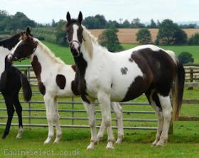 (Homozygous) Brood Mare 