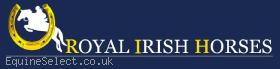 Royal Irish Horses