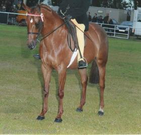 TOP CLASS PONY CLUB/ SHOW/FUN PONY