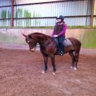 TOP CLASS PONY CLUB/ SHOW/FUN PONY