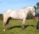 15.2 HH 7 years old dapple ID Gelding