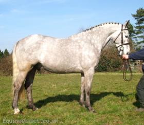 15.2 HH 7 years old dapple ID Gelding