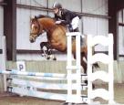 Outstanding Competition Horse