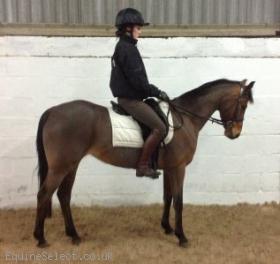Push Button Competition Pony 