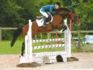 14.2hh COMPETITION PONY 