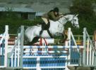 Super Show jumper / Eventer